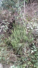 Erica arborea