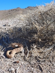 Crotalus stephensi