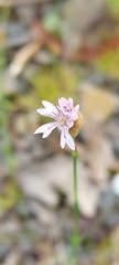 Petrorhagia nanteuilii