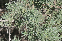 Lupinus arboreus
