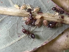 Crematogaster