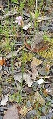 Petrorhagia nanteuilii