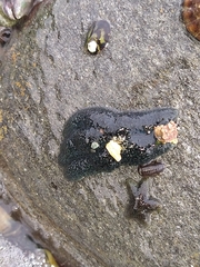 Anasterias antarctica