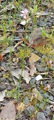 Petrorhagia nanteuilii