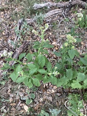 Verbesina microptera