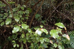 Pterophylla racemosa