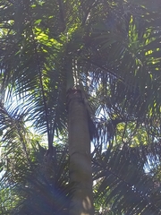 Roystonea borinquena