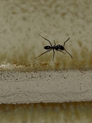 Dorymyrmex