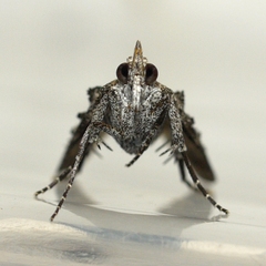Pococera asperatella