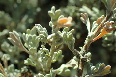 Artemisia arbuscula