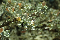 Artemisia arbuscula