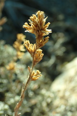 Artemisia arbuscula
