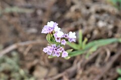 Limonium sinuatum