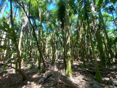 Roystonea borinquena