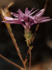 Lessingia nemaclada