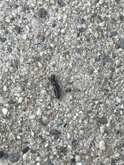 Reticulitermes hesperus