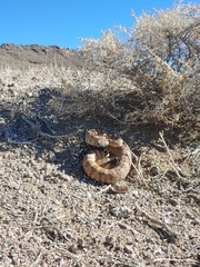 Crotalus stephensi