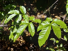 Paullinia pinnata