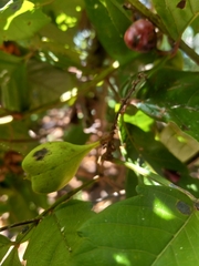 Paullinia pinnata