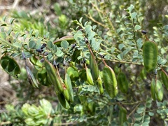 Bossiaea rhombifolia