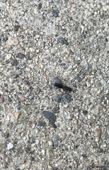 Reticulitermes hesperus