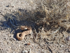 Crotalus stephensi