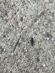 Reticulitermes hesperus