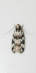 Barea eucapnodes
