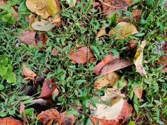 Microstegium vimineum