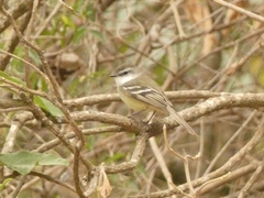 Mecocerculus leucophrys