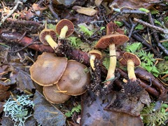 Cortinarius tinctorum