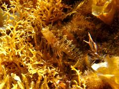 Parablennius incognitus