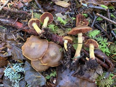 Cortinarius tinctorum