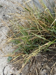 Panicum amarum