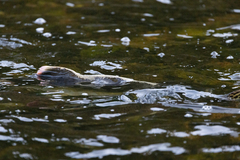 Oncorhynchus gorbuscha