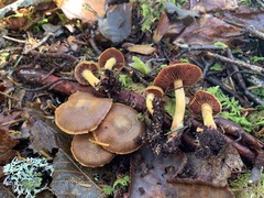 Cortinarius tinctorum