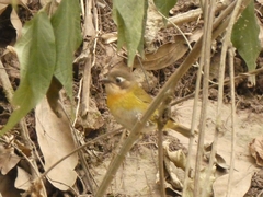 Chlorospingus flavopectus