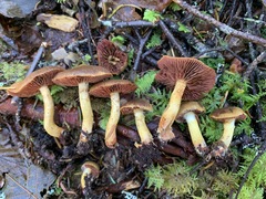 Cortinarius tinctorum