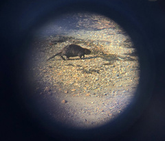 Castorimorpha