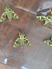 Daphnis nerii