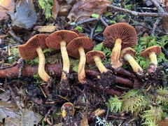 Cortinarius tinctorum