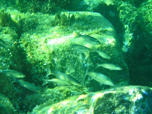 Oedalechilus labeo