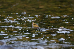 Oncorhynchus gorbuscha