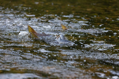 Oncorhynchus gorbuscha