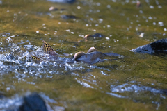 Oncorhynchus gorbuscha