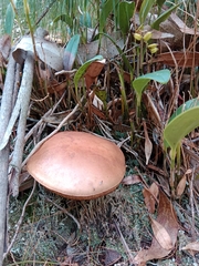 Boletaceae