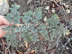Pellaea andromedifolia