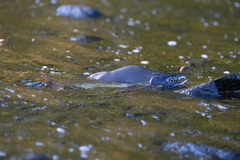 Oncorhynchus gorbuscha