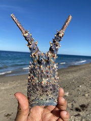 Panulirus inflatus