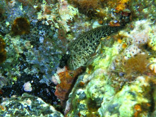 Parablennius sanguinolentus
